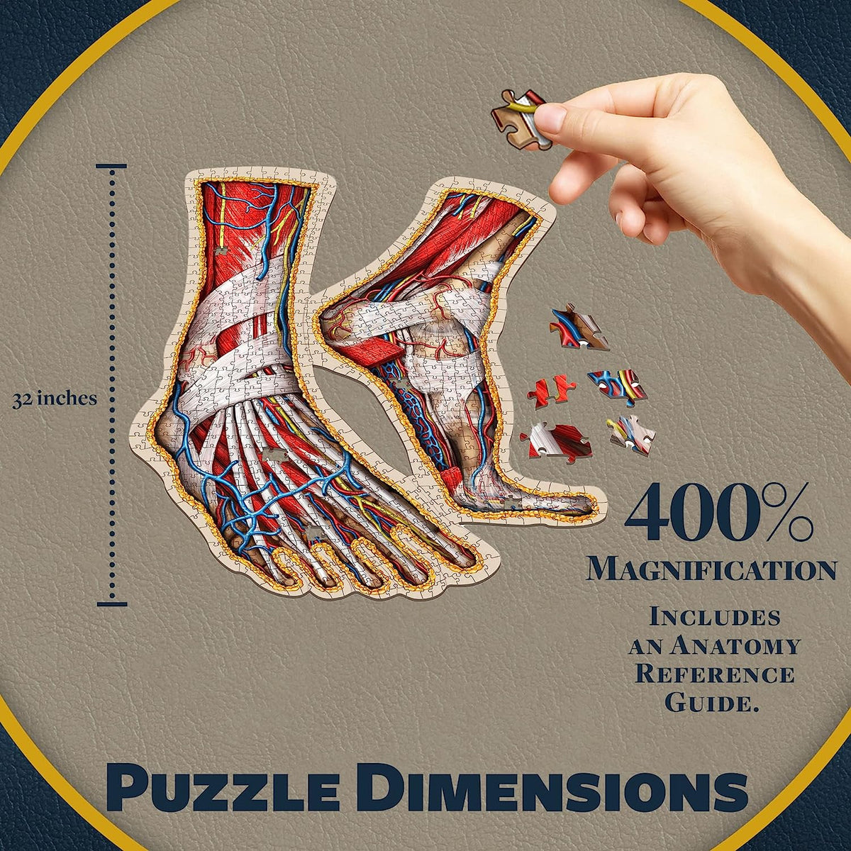 Human Feet Anatomical Floor Puzzle - Unique Adult Ana Jigsaw Puzzles - Medical Toy for Kids - Gifts for Doctors, Nurses, Teen - Educational Science Puzzles - Dr. Livingston