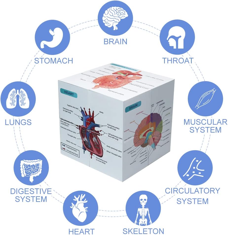 Medical Student Human Ana 3.93"Cube Ana Poster Set Heart,Brain,Lung,Stomach,Throat,Muscular,Skeletal,Digestive,Circulatory,Gifts For Medical Students, Nurse