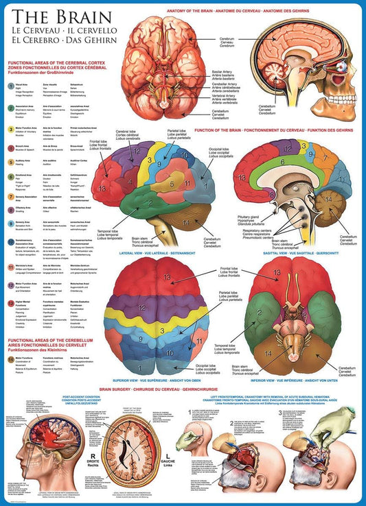 Human Body (The Brain) 1000 Piece Puzzle