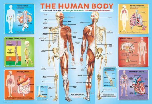Human Body Jigsaw Puzzle (200-Piece)
