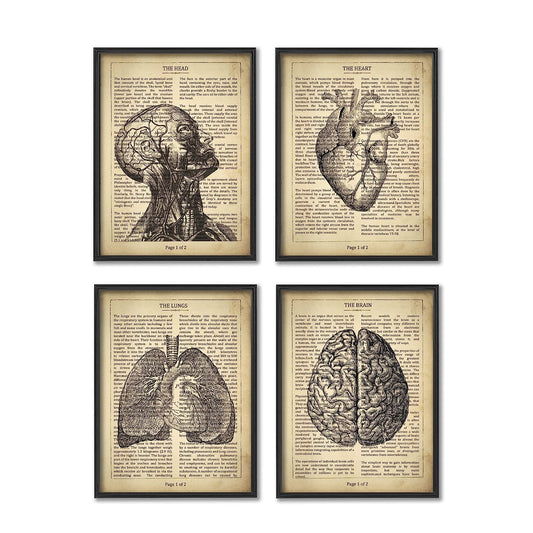 Vintage Human Ana 8x10 Unframed Print Set Brain Torso Heart Lungs Office Clinic Medical Classroom Biology Art Decor Poster Painting Illustration Picture Hanging Doctor Nurse Graduation Student